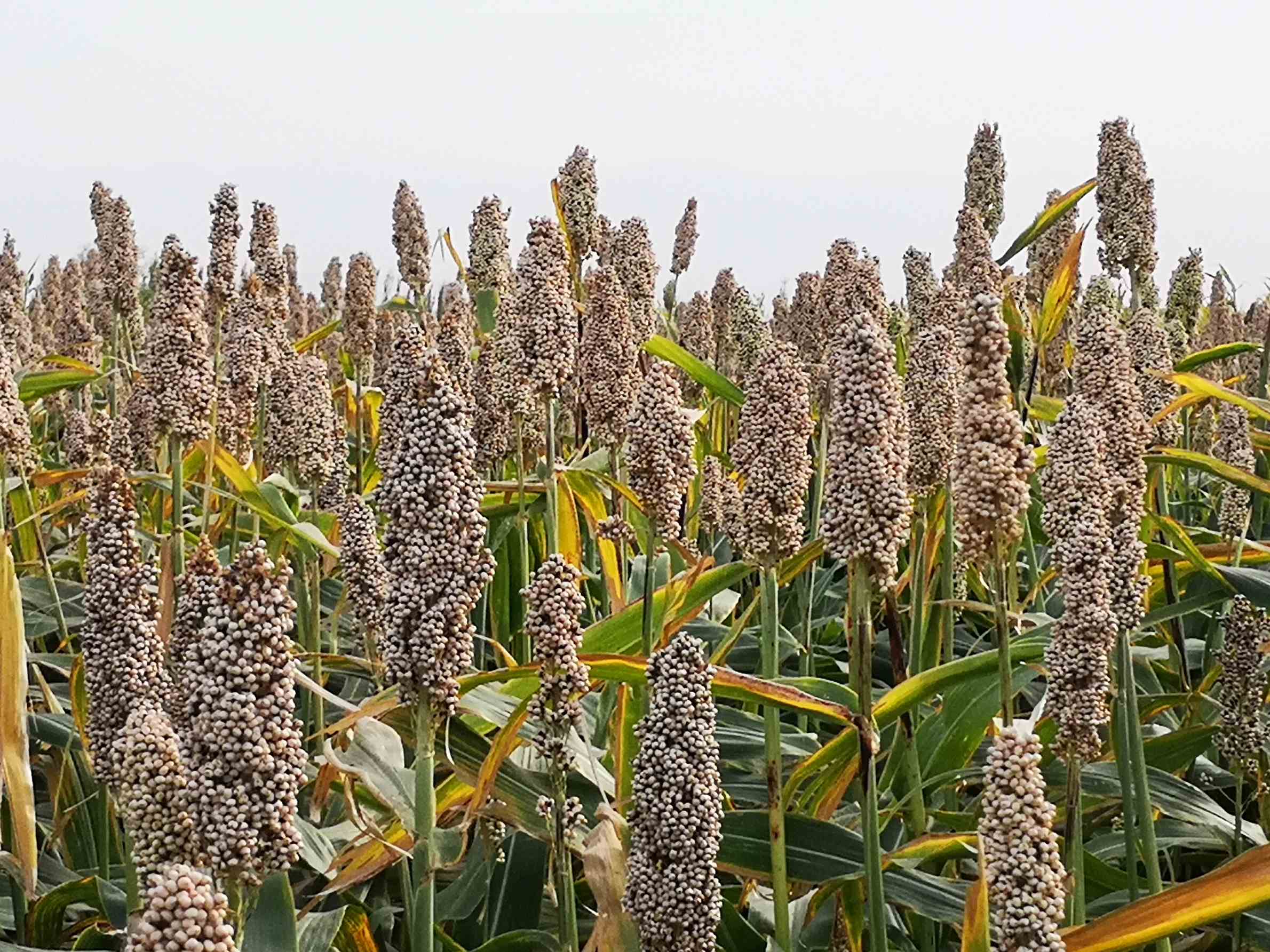 白高粱(未开售)